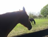 Lee Valley Riding Centre